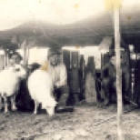 Mulsul oilor în Tomnatec