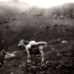 O femeie şi calul ei în muntele Galaţi în anul 1976...Verginia Puri
